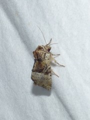 Meropleon diversicolor