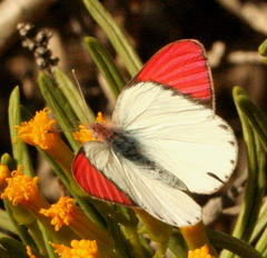 Colotis annae annae