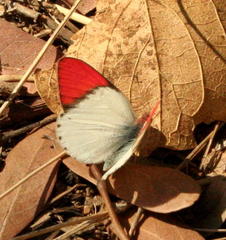 Colotis annae annae