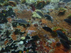 Pterogymnus laniarius