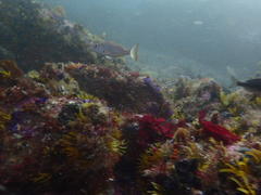 Pterogymnus laniarius