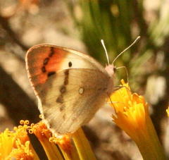 Colotis annae annae