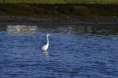 Ardea alba