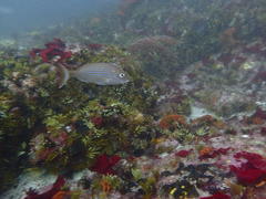 Pterogymnus laniarius