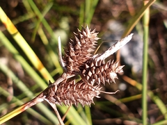 Carex extensa