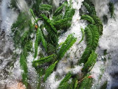 Hydrostachys polymorpha