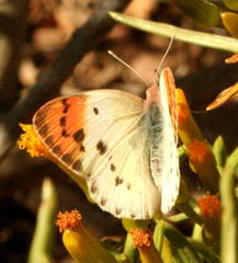 Colotis annae annae