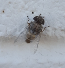 Copestylum isabellina