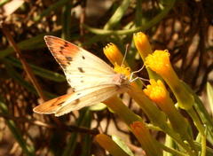 Colotis annae annae