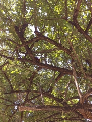 Sciurus granatensis