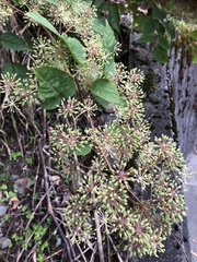 Aralia cordata