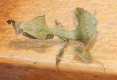 Phyllocrania