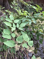 Aralia cordata