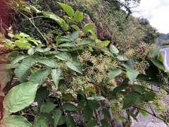 Aralia cordata