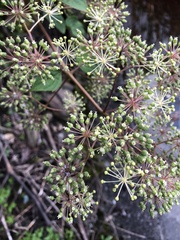Aralia cordata
