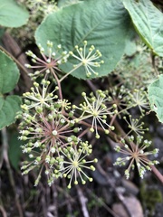 Aralia cordata