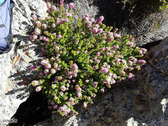 Agathosma odoratissima