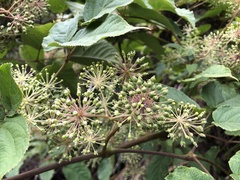 Aralia cordata