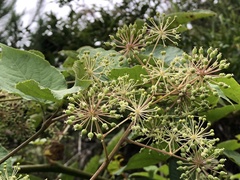 Aralia cordata