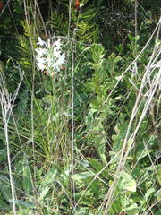 Platanthera blephariglottis