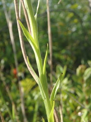 Platanthera blephariglottis