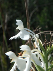 Platanthera blephariglottis