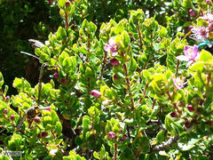 Agathosma odoratissima