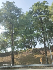 Alstonia