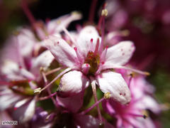 Agathosma odoratissima