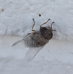 Copestylum isabellina