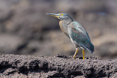 Lava Heron photo 2