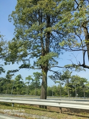 Alstonia