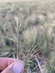 Aristida havardii