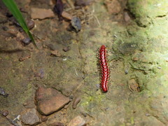 Helicorthomorpha