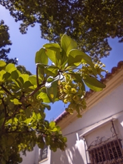 Terminalia buceras