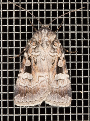 Feltia geniculata