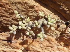 Adromischus filicaulis filicaulis