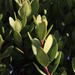 Euclea racemosa racemosa - Photo (c) Tony Rebelo, algunos derechos reservados (CC BY-SA)