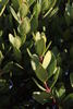 Cherrybush - Photo (c) Tony Rebelo, some rights reserved (CC BY-SA), uploaded by Tony Rebelo