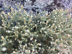 Brickellia microphylla
