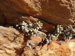 Adromischus filicaulis filicaulis
