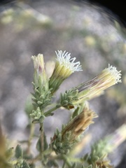 Brickellia microphylla
