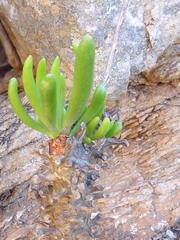 Tylecodon rubrovenosus