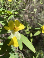 Hibbertia saligna