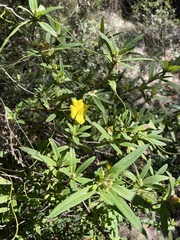 Hibbertia saligna