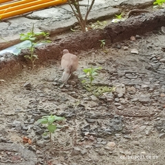 Streptopelia senegalensis