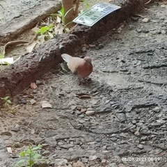 Streptopelia senegalensis