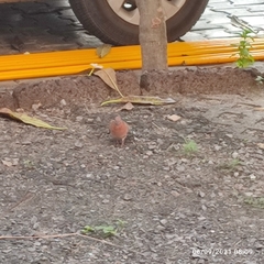 Streptopelia senegalensis