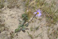 Afroaster perfoliatus