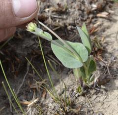 Afroaster perfoliatus